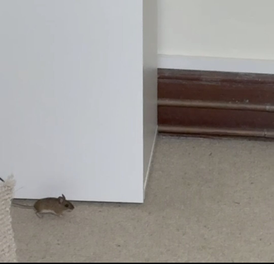 Mouse in a property during a pest control job