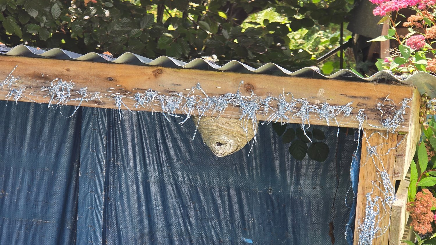 Real wasp nest treatment site